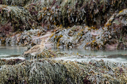 Thumbnail of Curlew